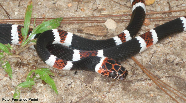 Divulgadas as Inscrições Homologadas do Edital de seleção 2025! 