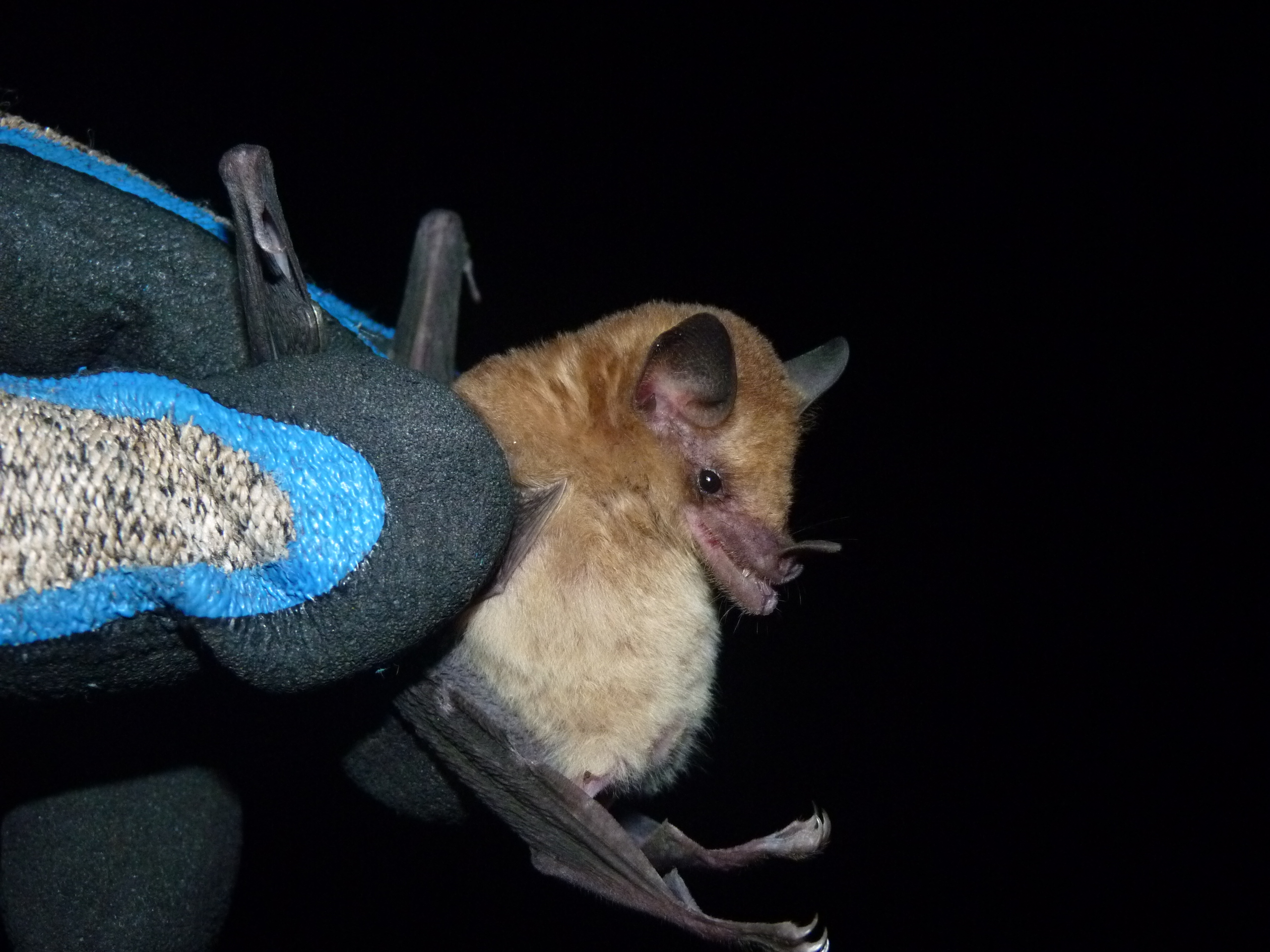 Fred Victor Oliveira Platyrrhinus lineatus