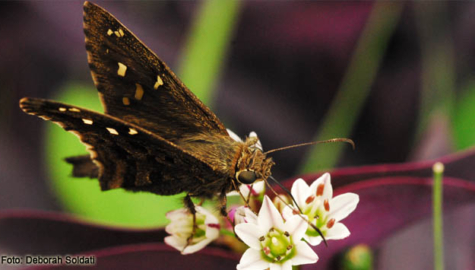 Divulgado o Edital de seleção 2025!